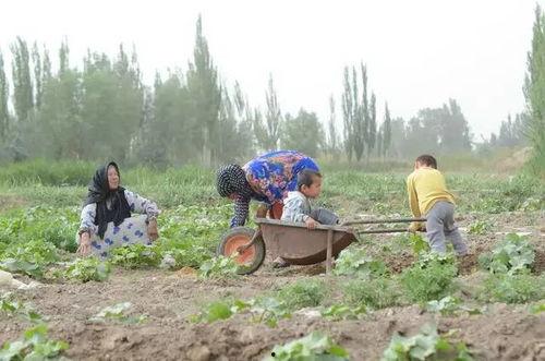 河石坝吃瓜群众事件,揭秘网络舆论的狂欢与反思