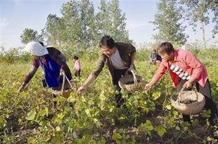 河石坝吃瓜群众事件,揭秘网络舆论的狂欢与反思