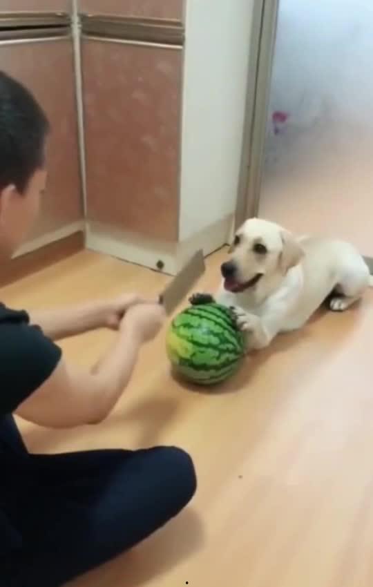 吃瓜群众宝贝图片,揭秘吃瓜群众宝贝的神秘面纱