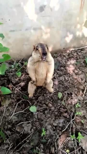 吃瓜群众兼职日常树洞,揭秘树洞里的喜怒哀乐