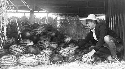 山阳吃瓜群众事件视频最新,一场网络舆论的风暴与反思