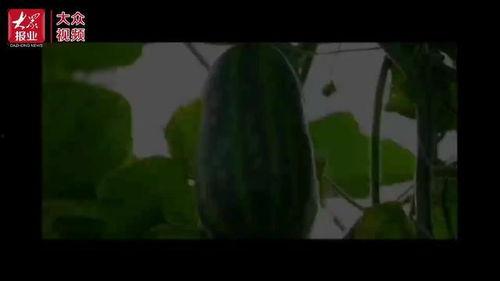 吃瓜群众走过来的视频大全,吃瓜群众视角下的热门视频大盘点